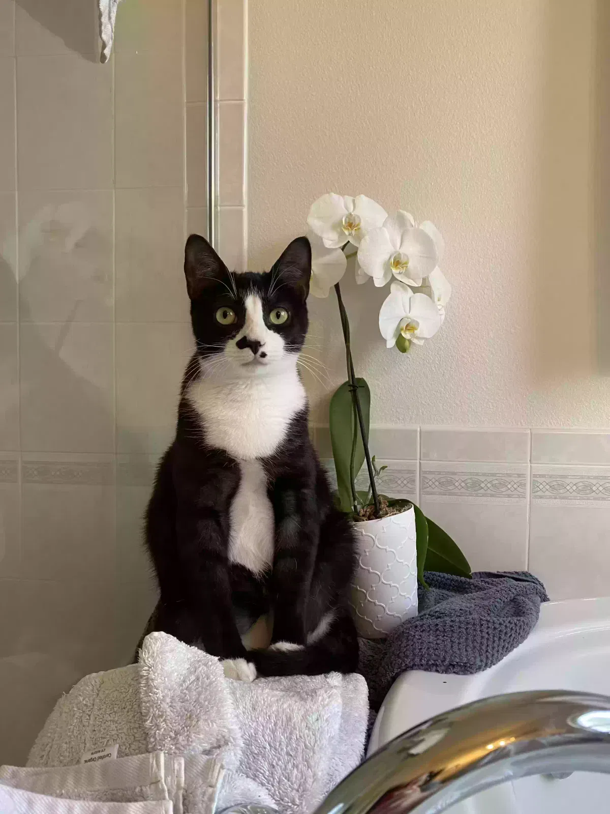 Lost cat in Melbourne, FL, 32904