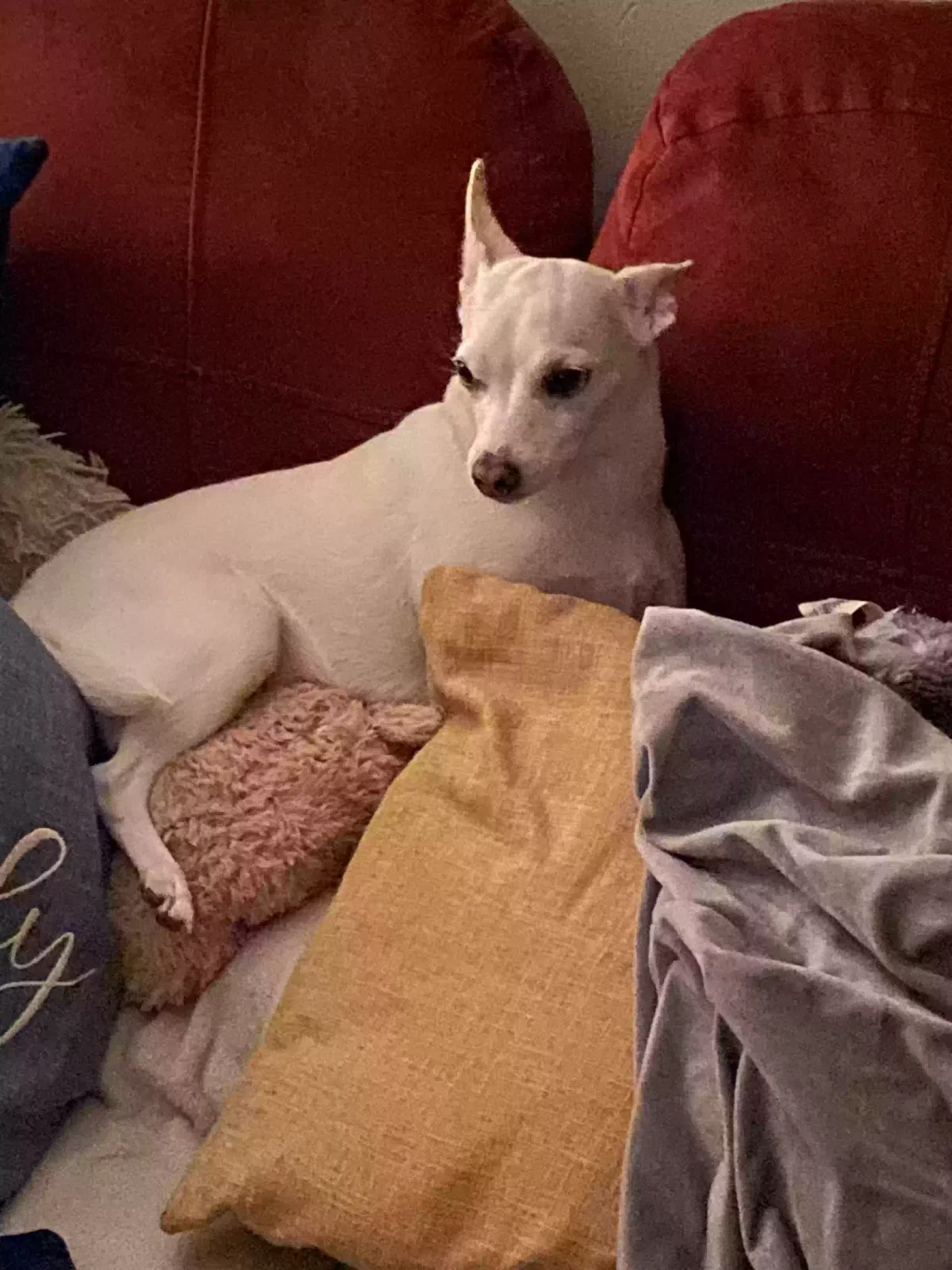 Lost dog in Osceola, WI, 54020