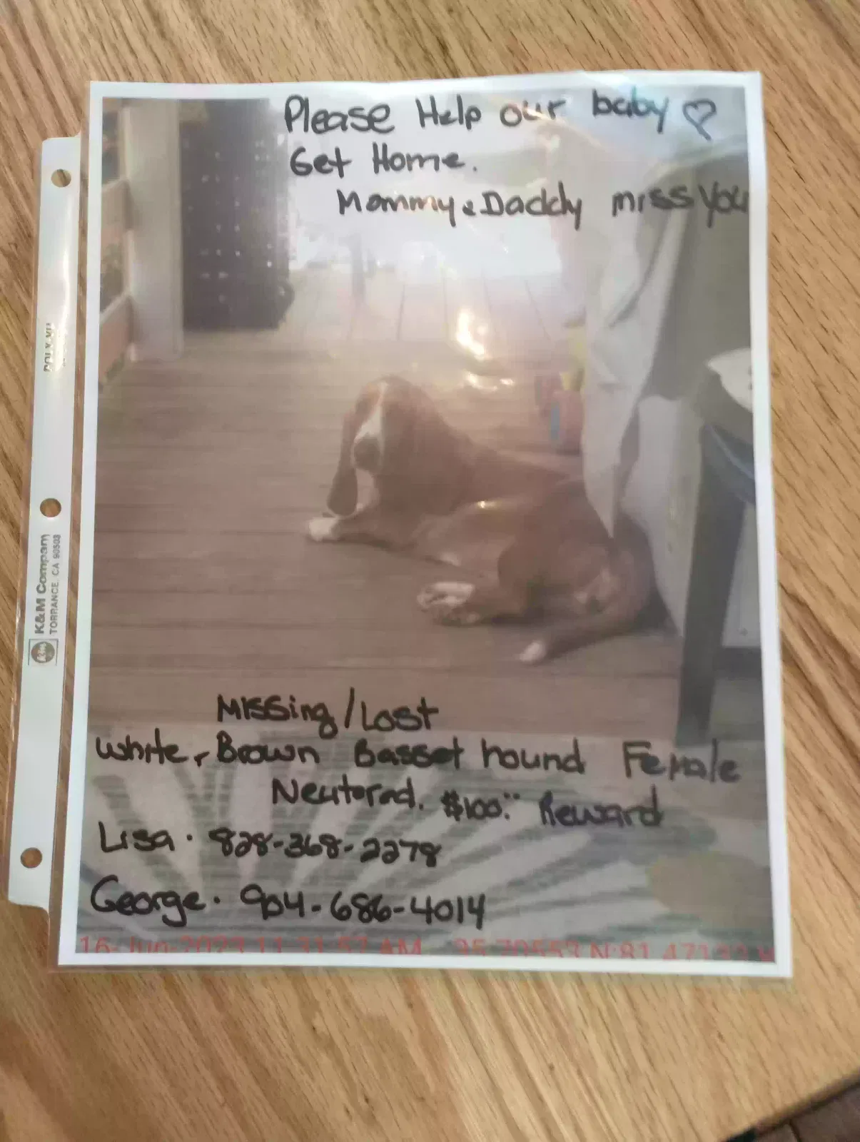 Lost dog in Connellys Springs, NC, 28612
