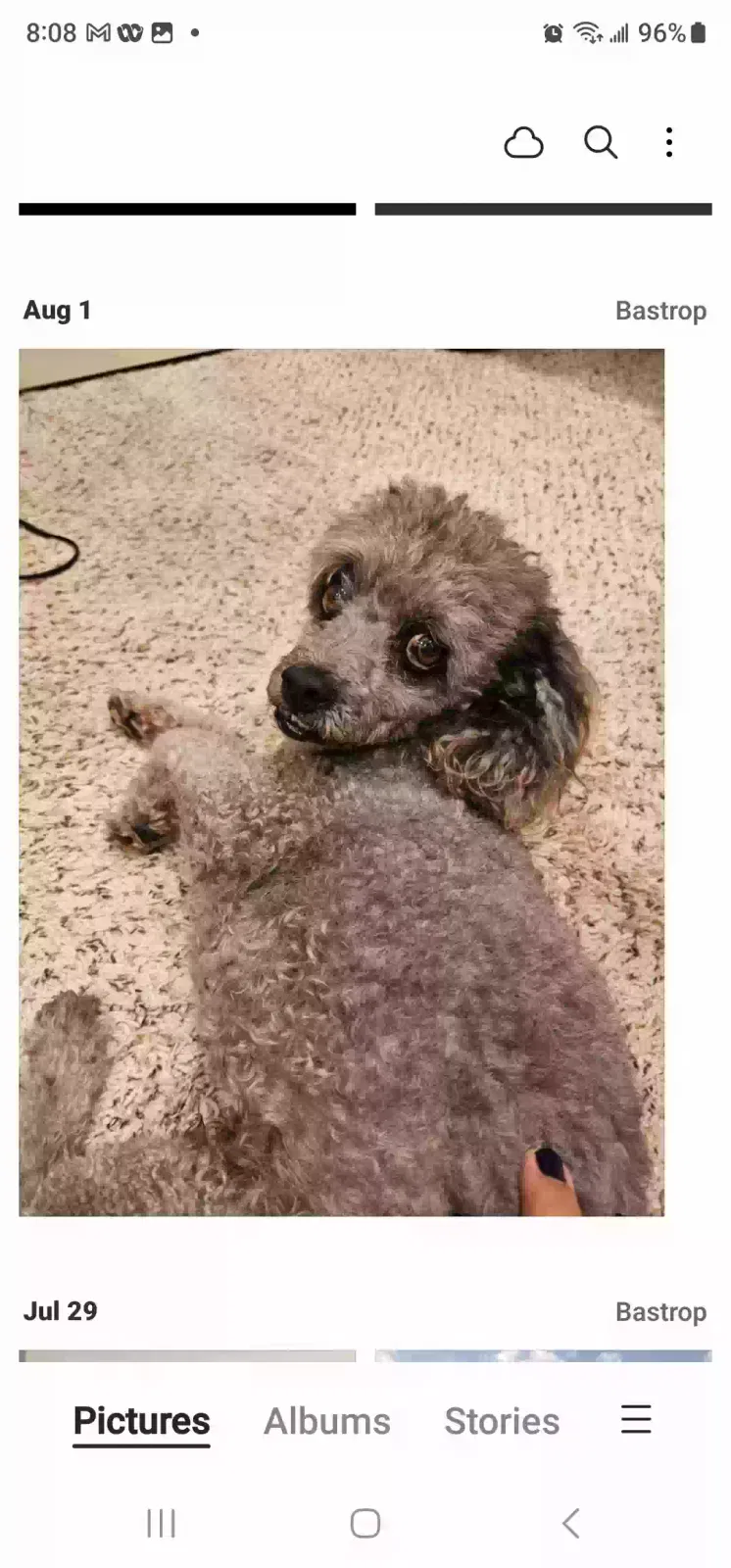 Lost dog in Bastrop, TX, 78602