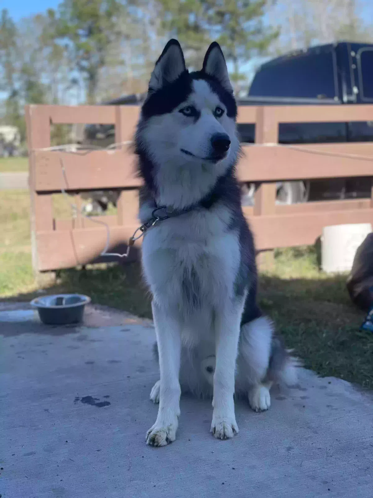 Lost dog in Houston, TX, 77066