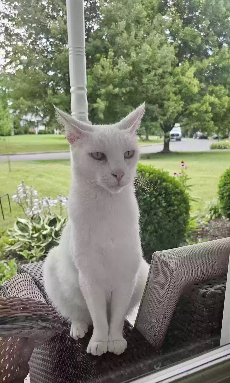 Lost cat in Gilbertsville, PA, 19525