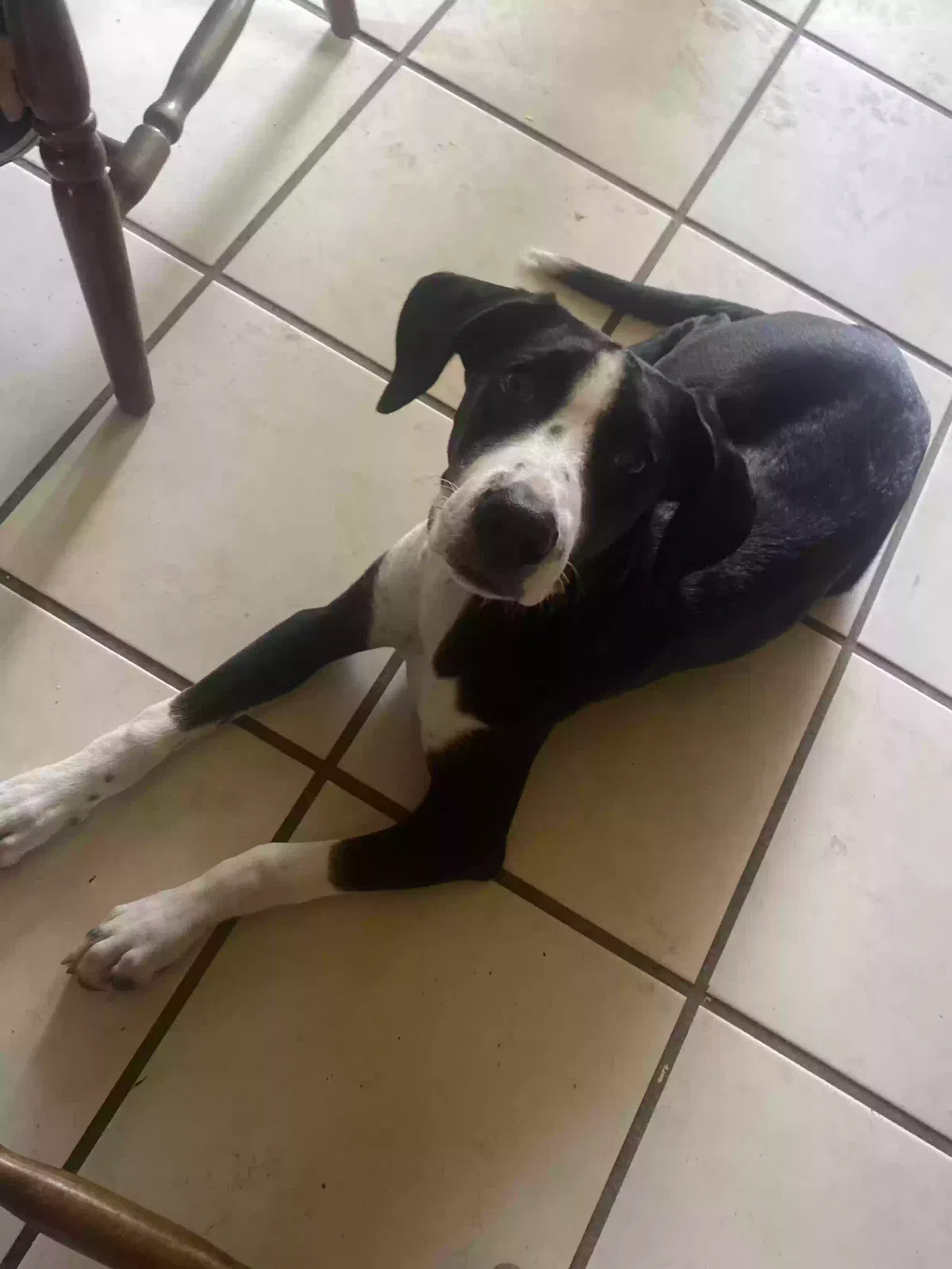 Lost dog in Pensacola, FL, 32526