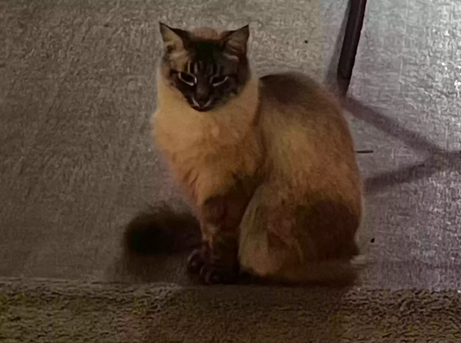 Lost cat in Unknown, WA, 98152