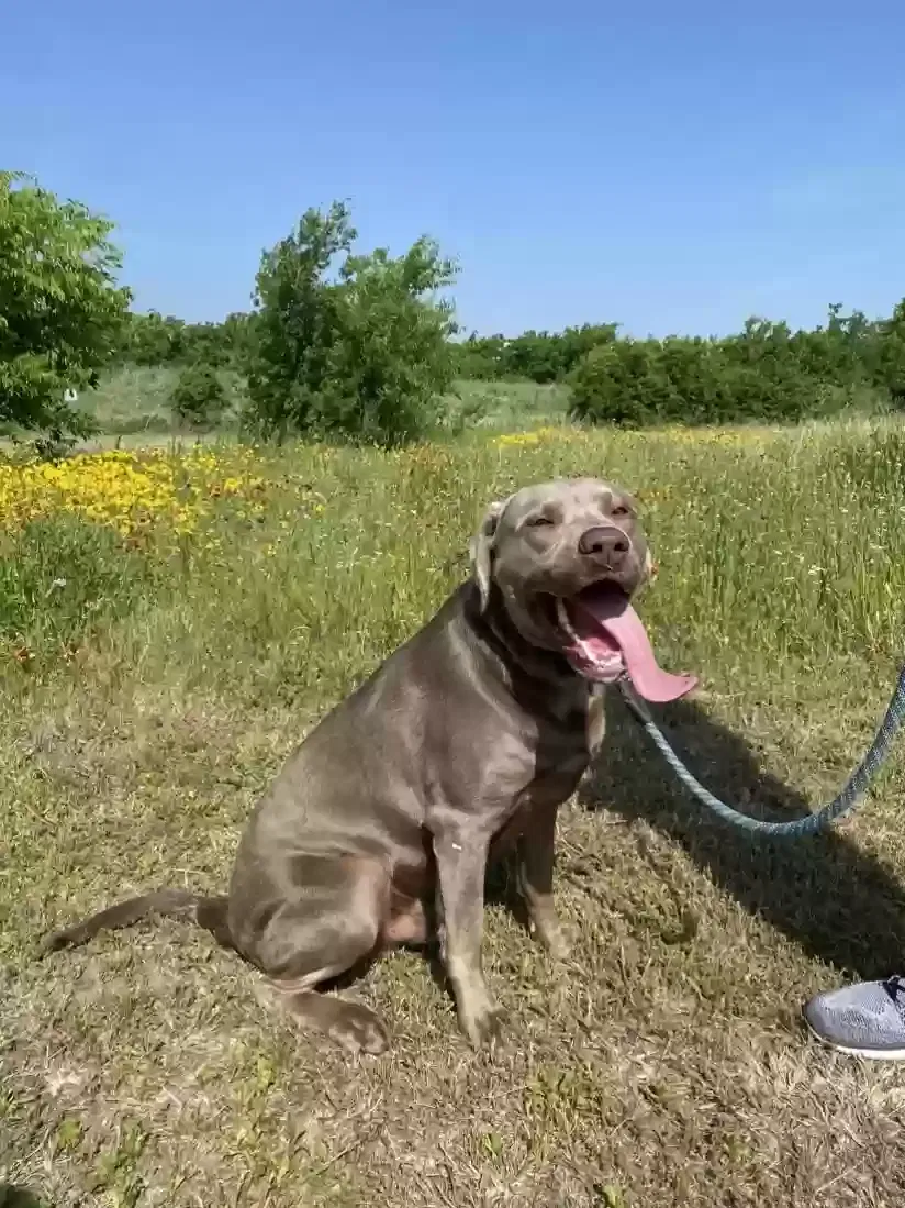 Lost dog in Fort Worth, TX, 76148