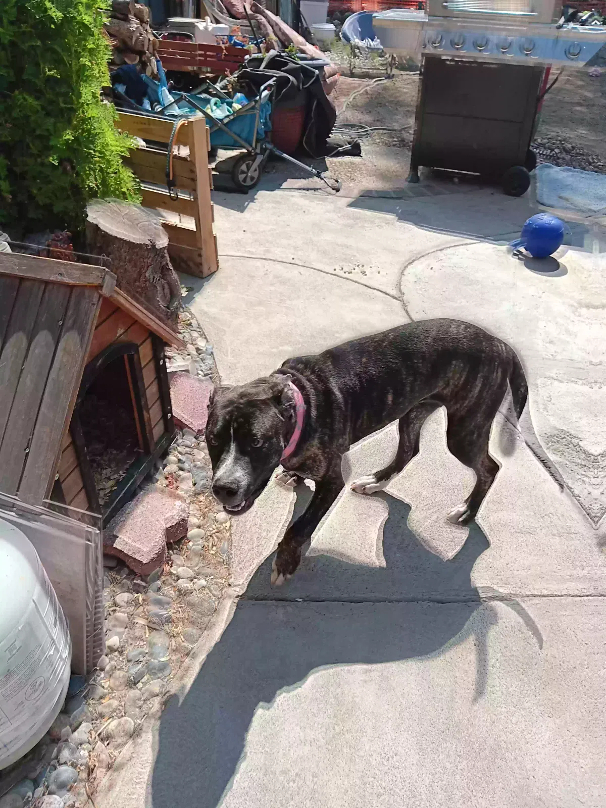 Found dog in Antioch, CA, 94531
