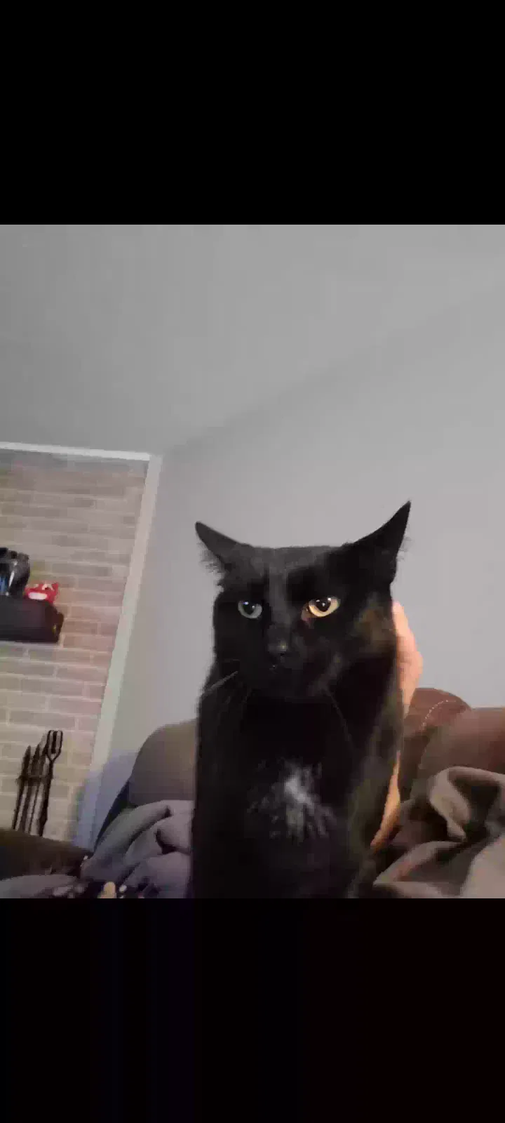 Lost cat in Mentor, OH, 44060