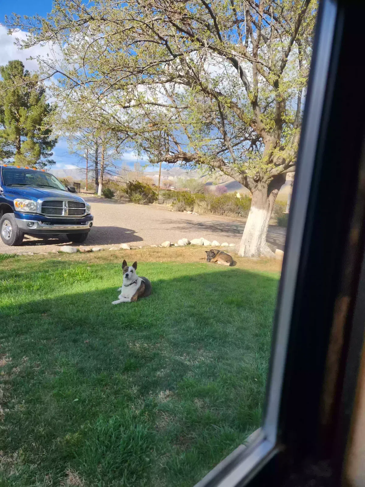 Lost dog in Alamogordo, NM, 88310