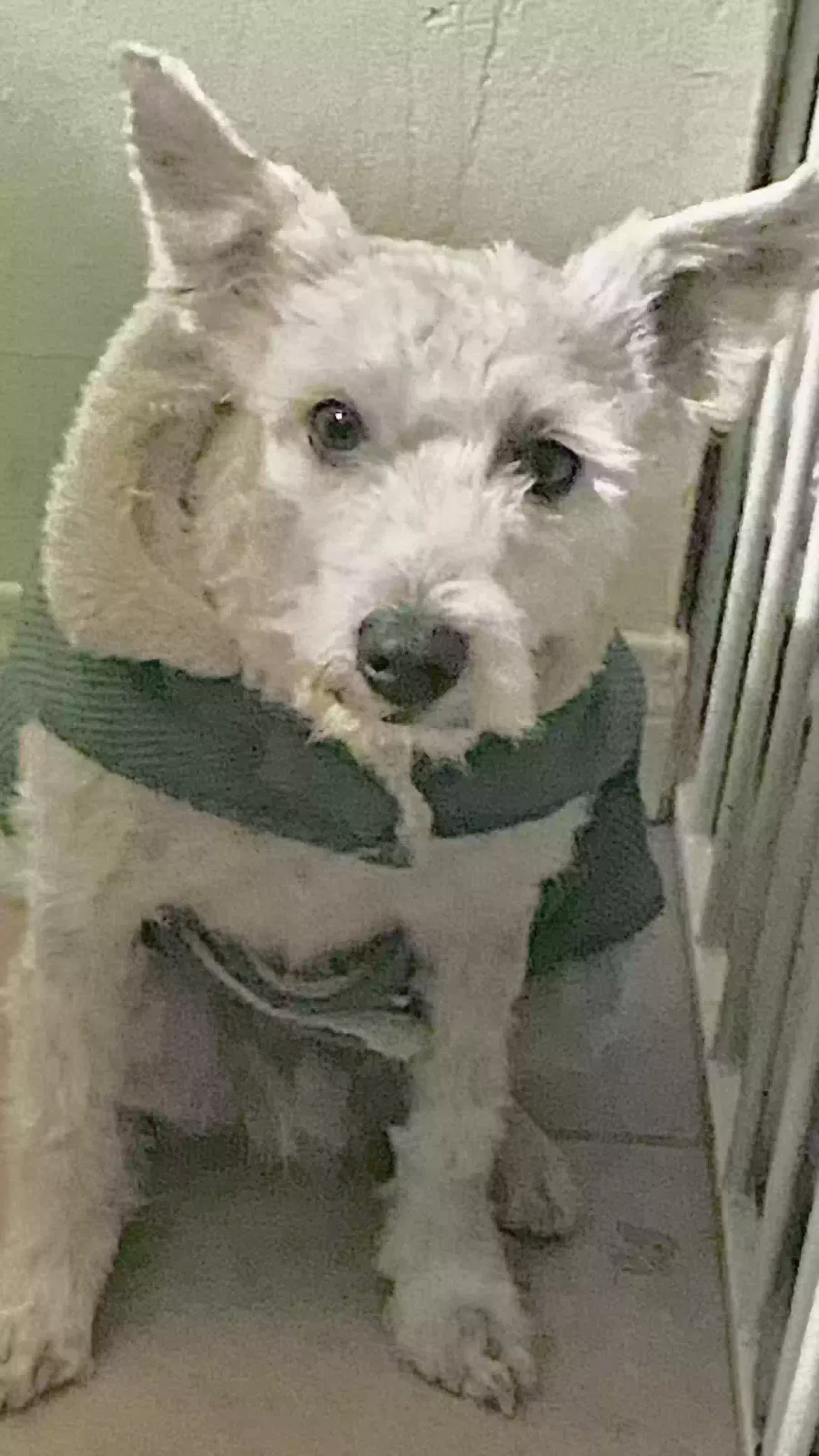 Lost dog in Lancaster, CA, 93535