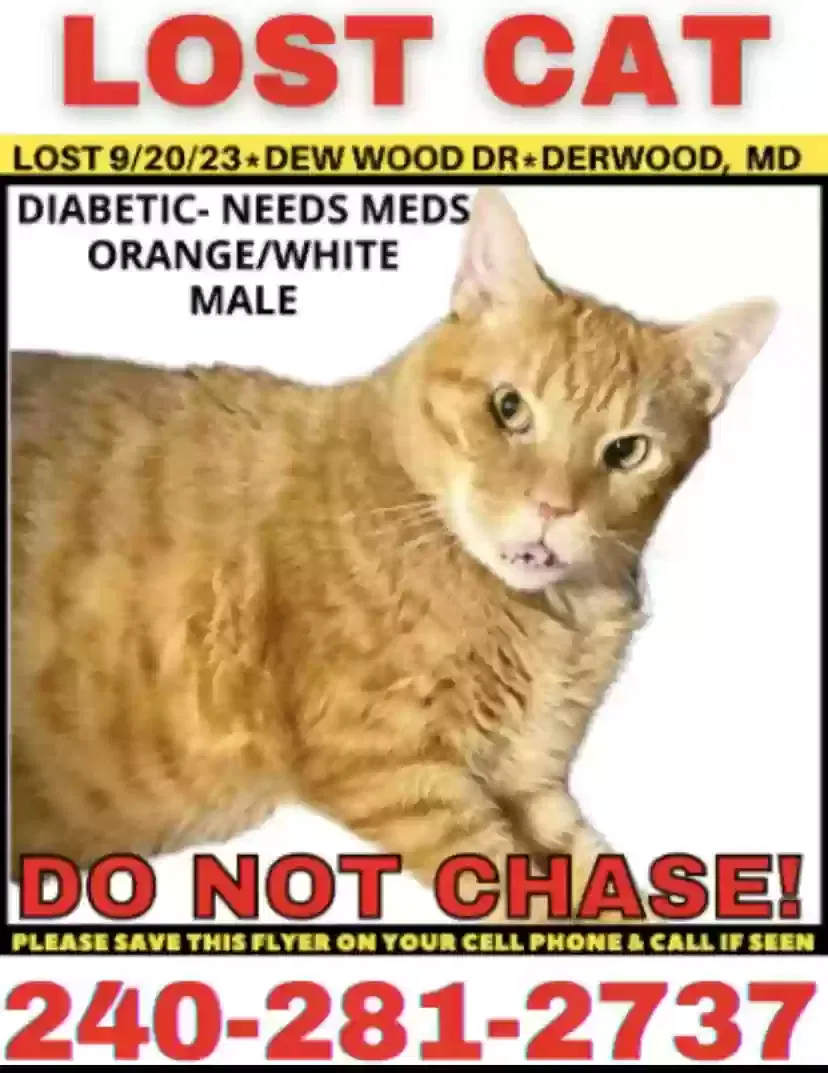 Lost cat in Derwood, MD, 20855
