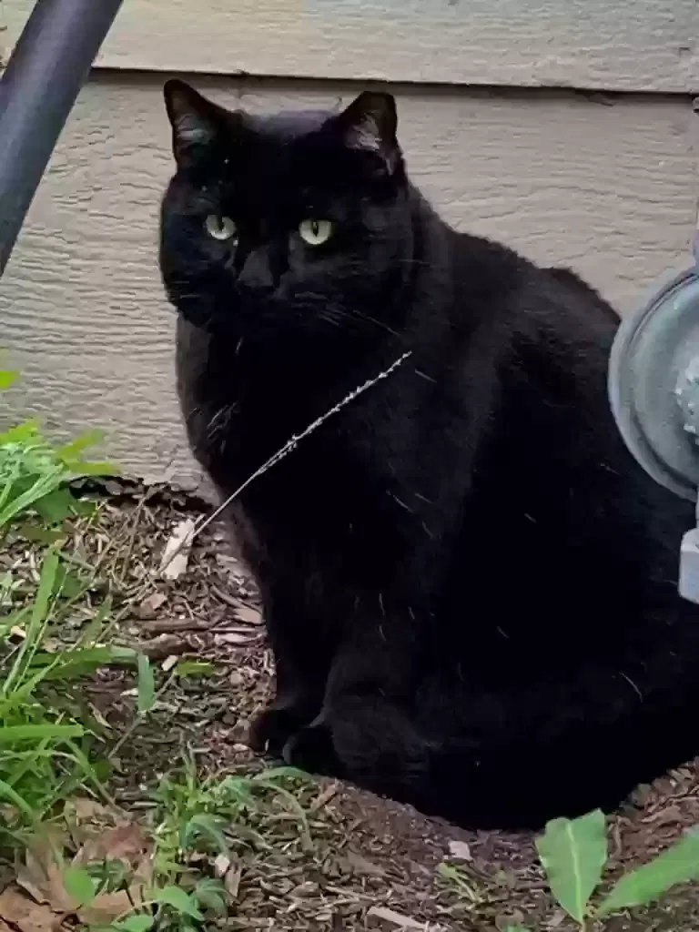Lost cat in Garden Grove, CA, 92843