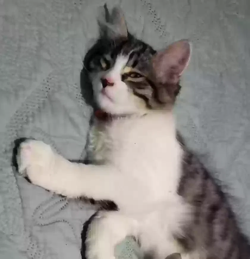 Lost cat in Denver, CO, 80219