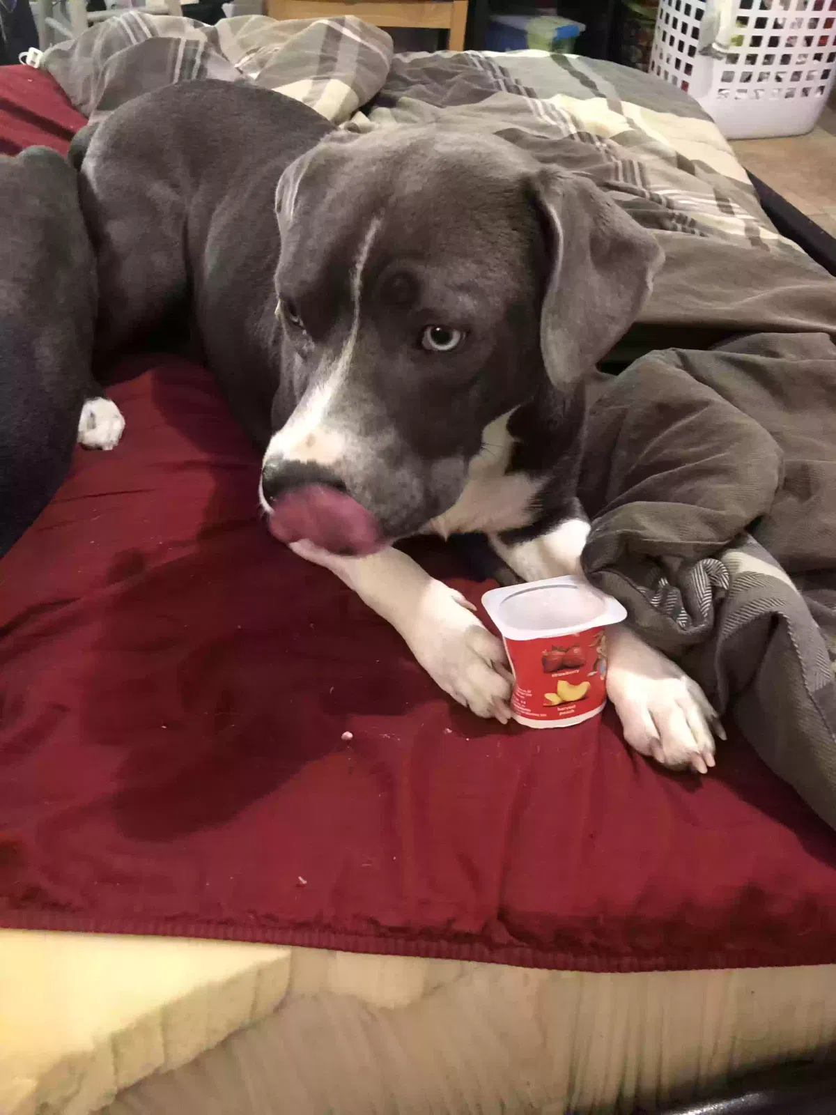 Lost dog in Central City, KY, 42330