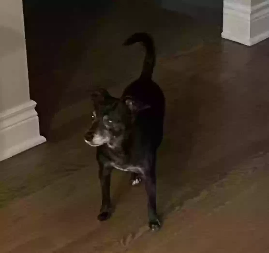 Lost dog in Lees Summit, MO, 64086