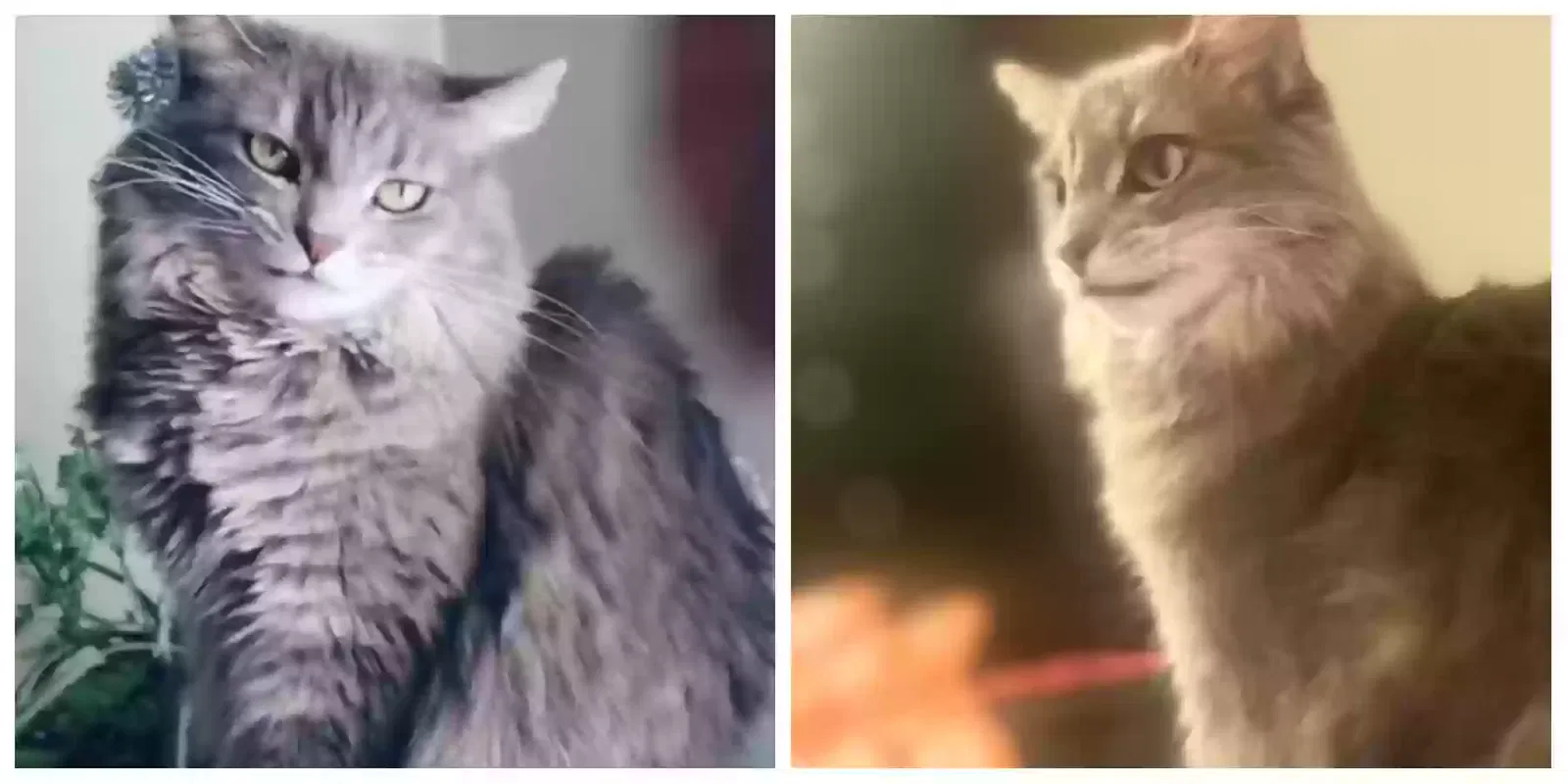 Lost cat in Moreno Valley, CA, 92555
