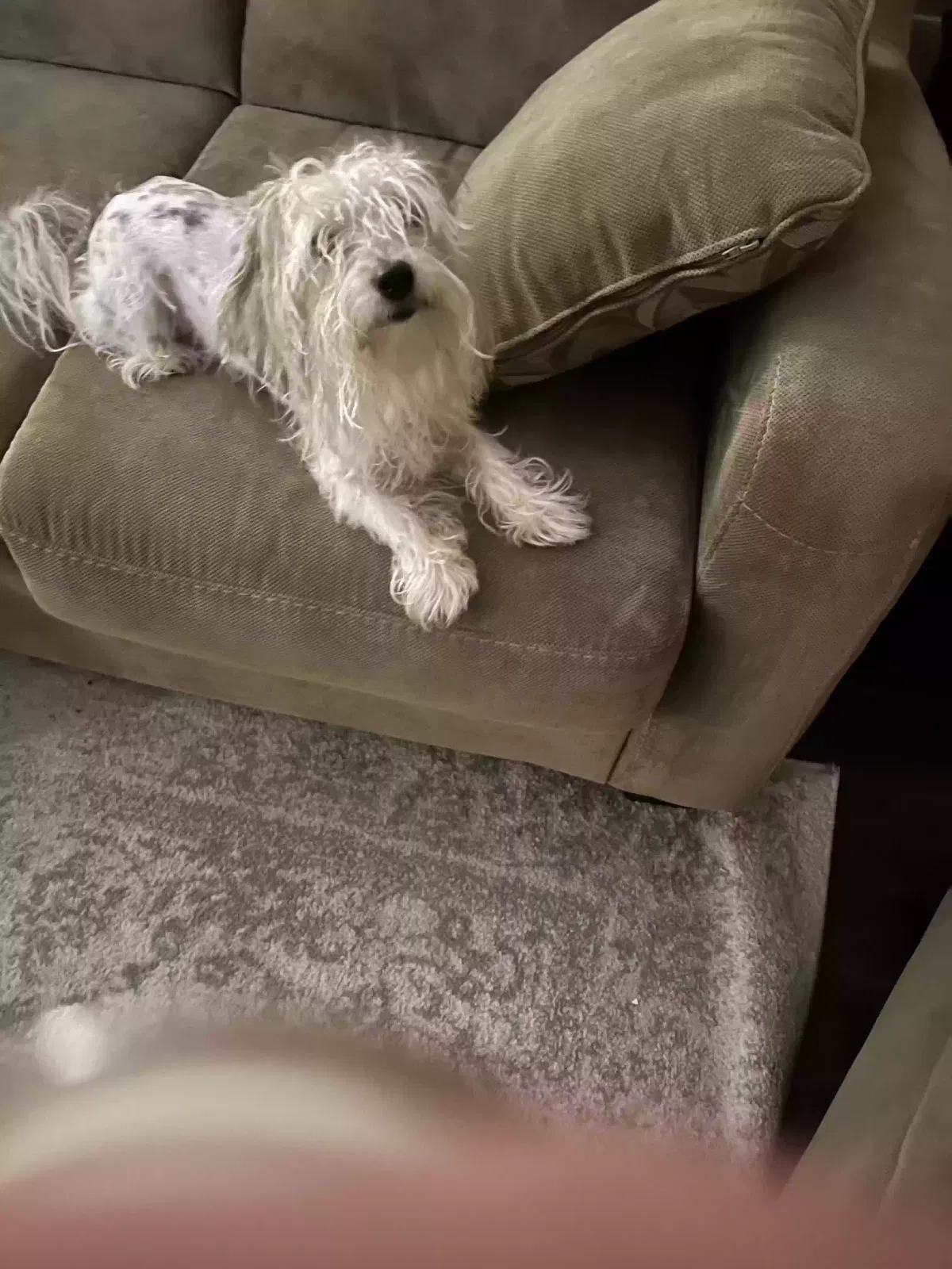 Found dog in Kissimmee, FL, 34747