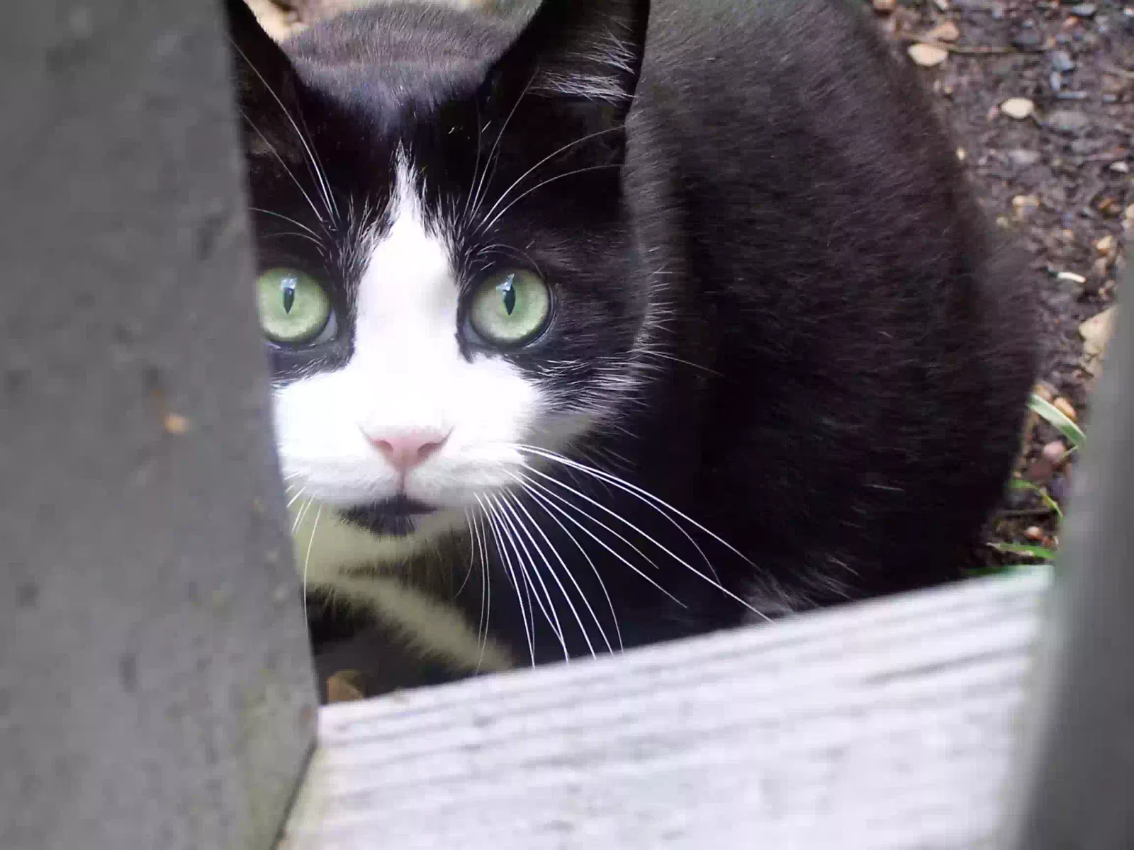 Lost cat in Sevierville, TN, 37876