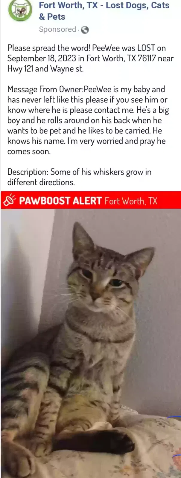 Lost cat in Haltom City, TX, 76117