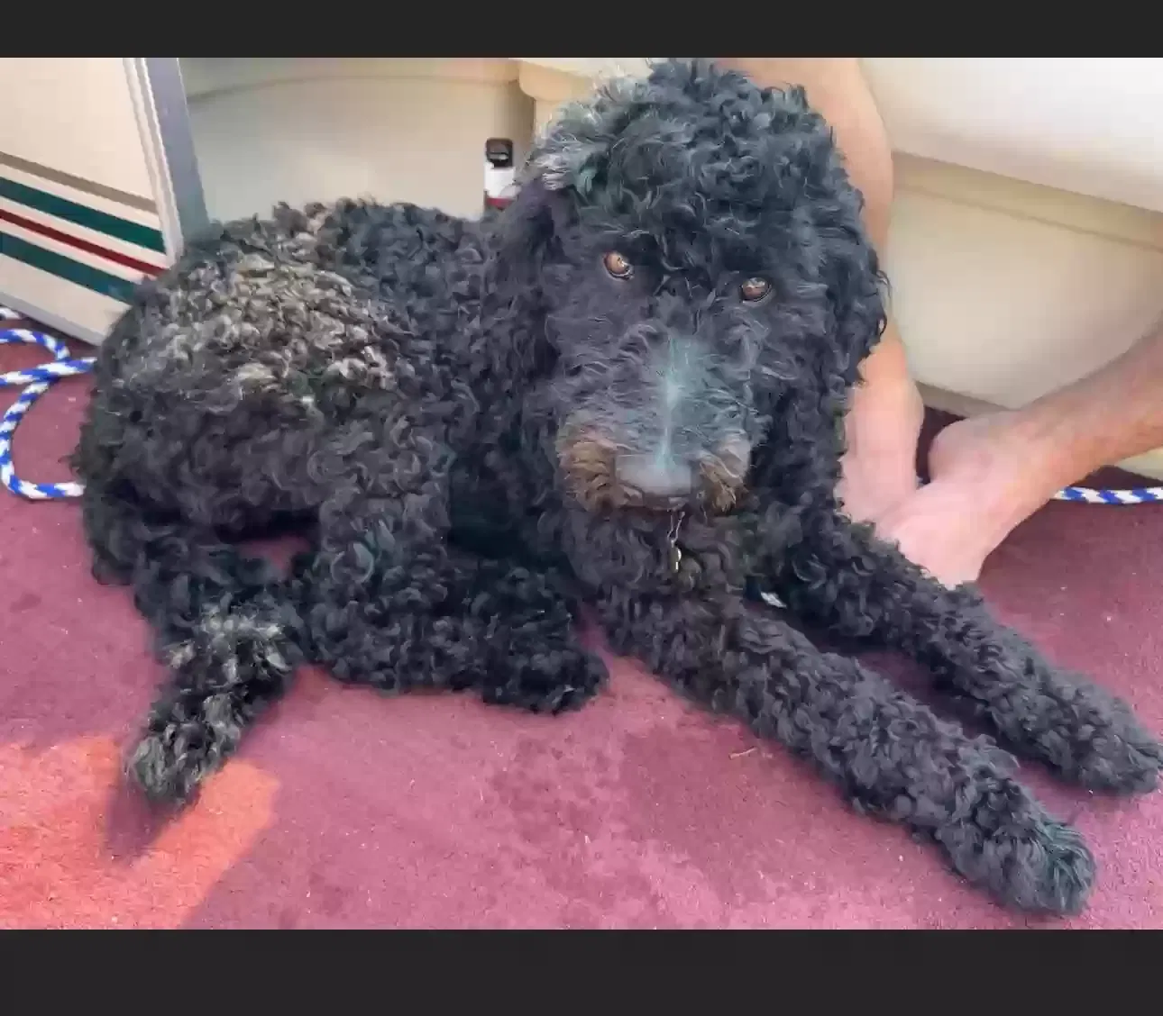 Lost dog in Whitewood, SD, 57793
