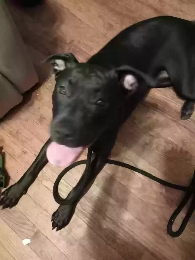 Found dog in Jonesboro, GA, 30238