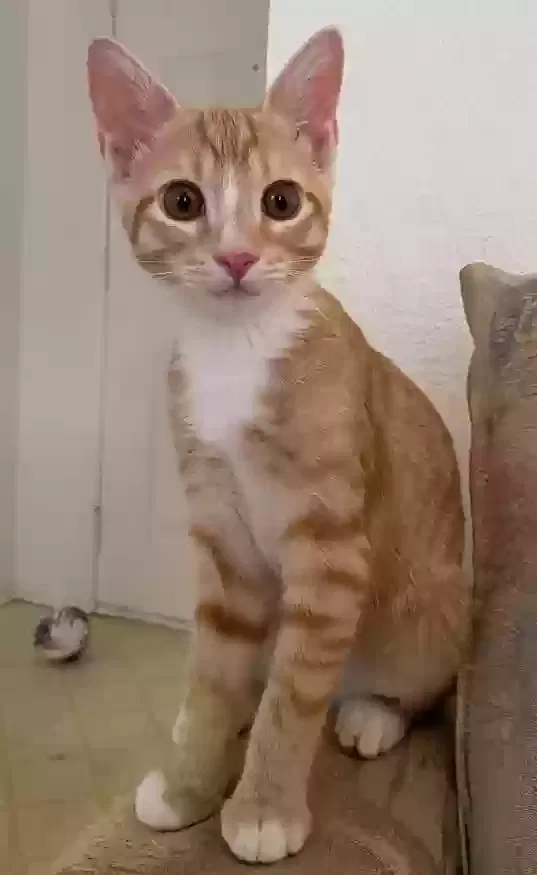 Lost cat in Englewood, CO, 80112
