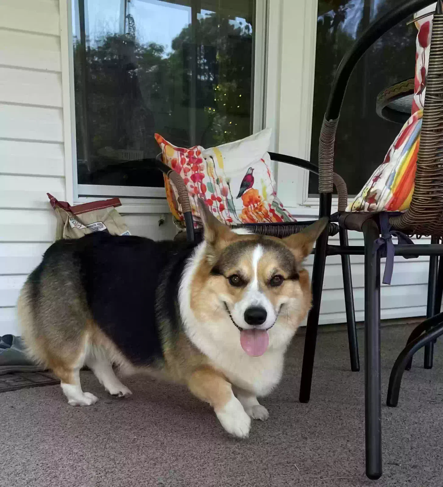 Lost dog in Enola, AR, 72047