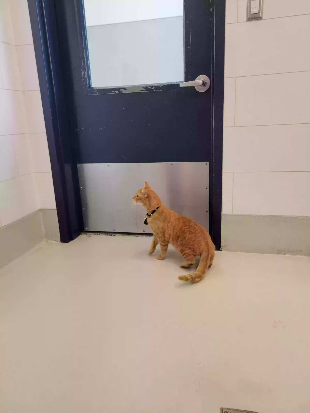 Lost cat in Bremerton, WA, 98311