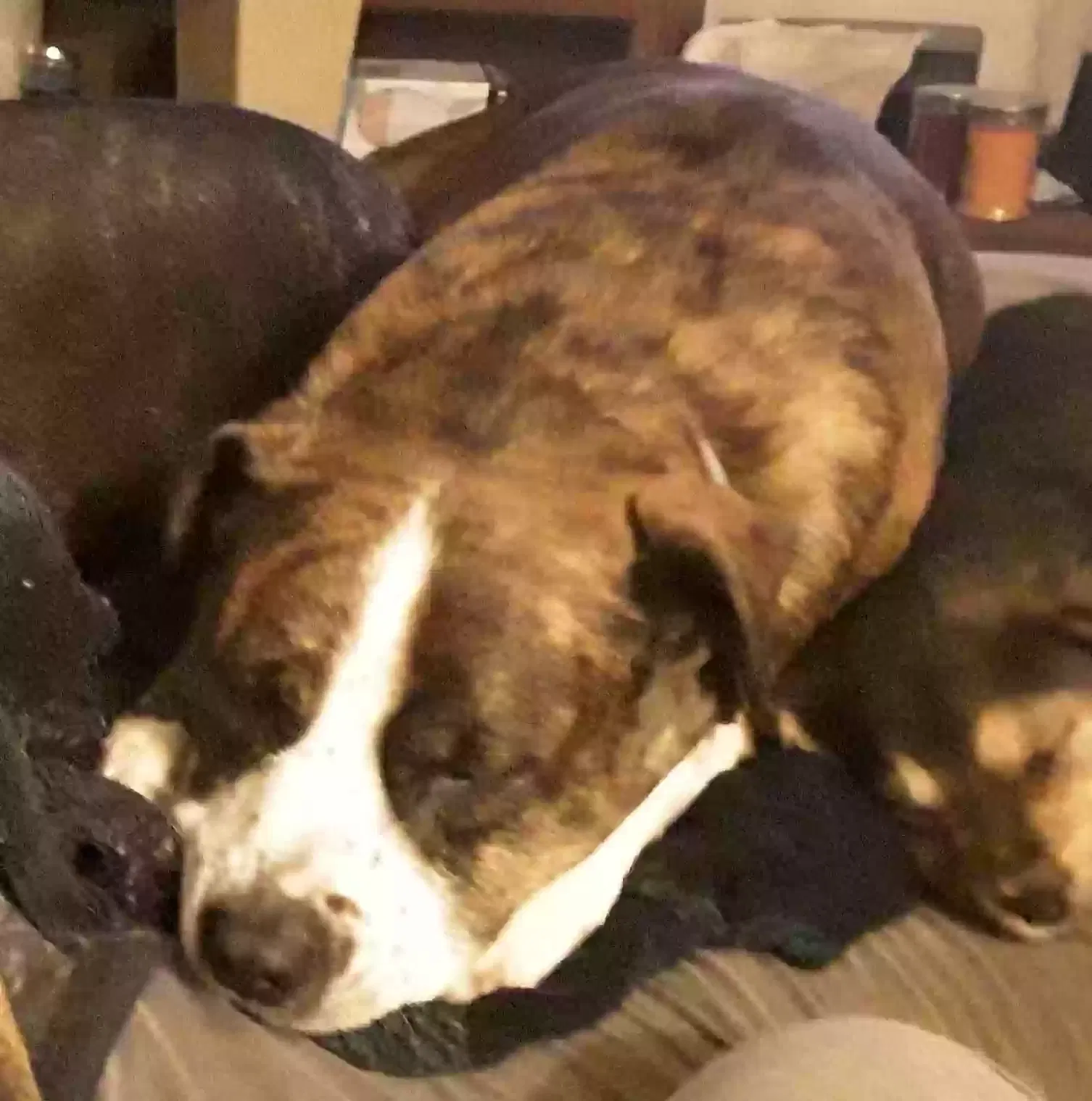 Lost dog in Waynesboro, GA, 30830