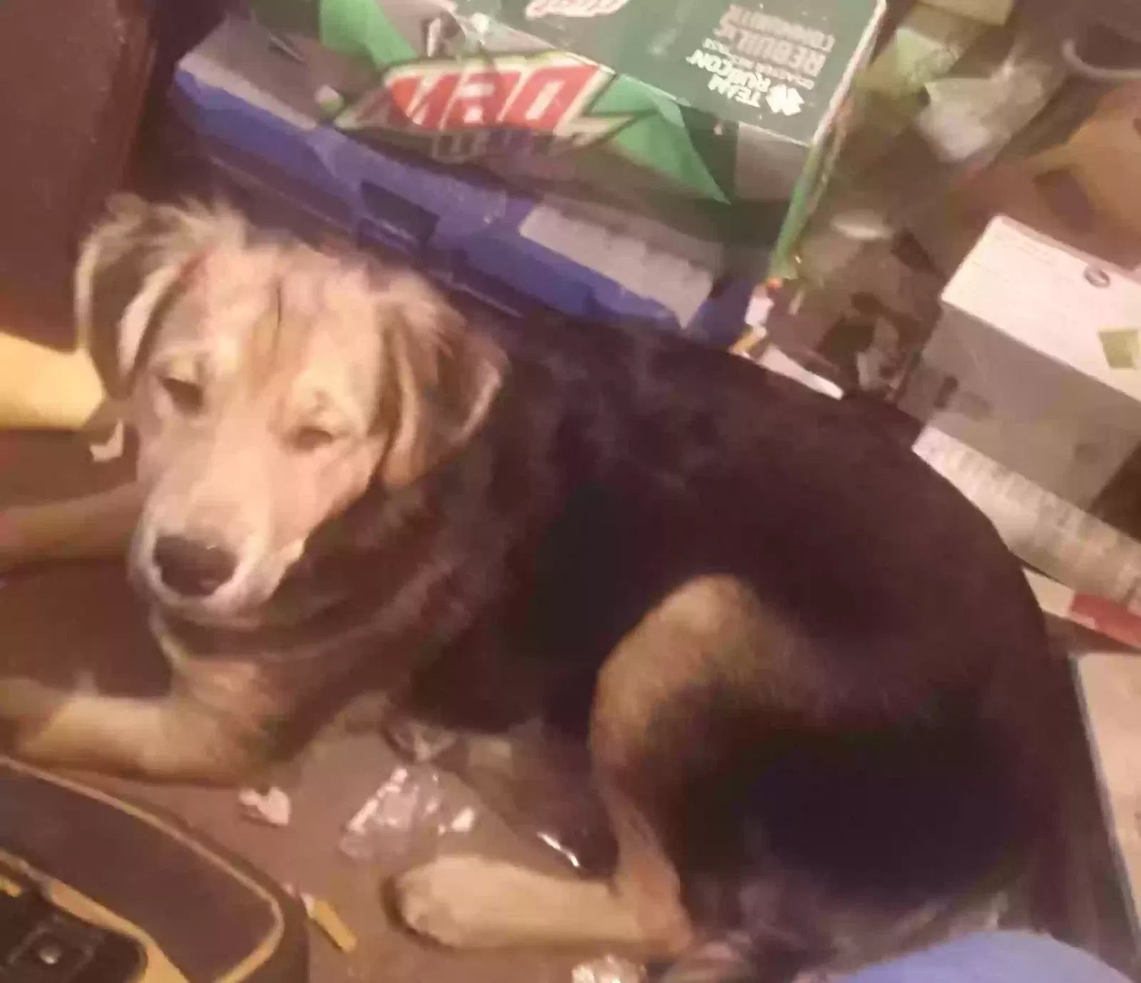 Lost dog in Waynesboro, GA, 30830