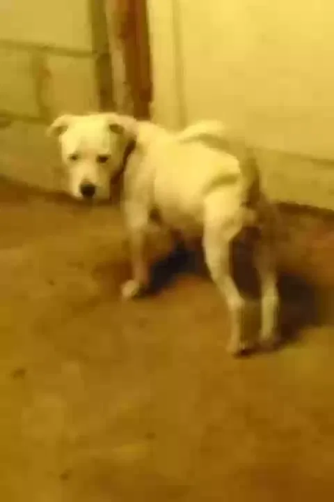 Lost dog in Spartanburg, SC, 29301