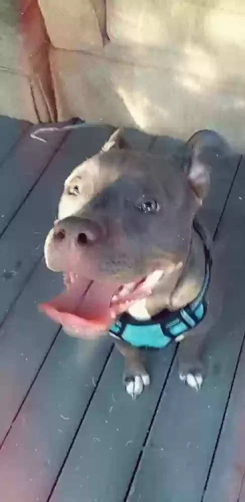 Lost dog in Little Rock, AR, 72211