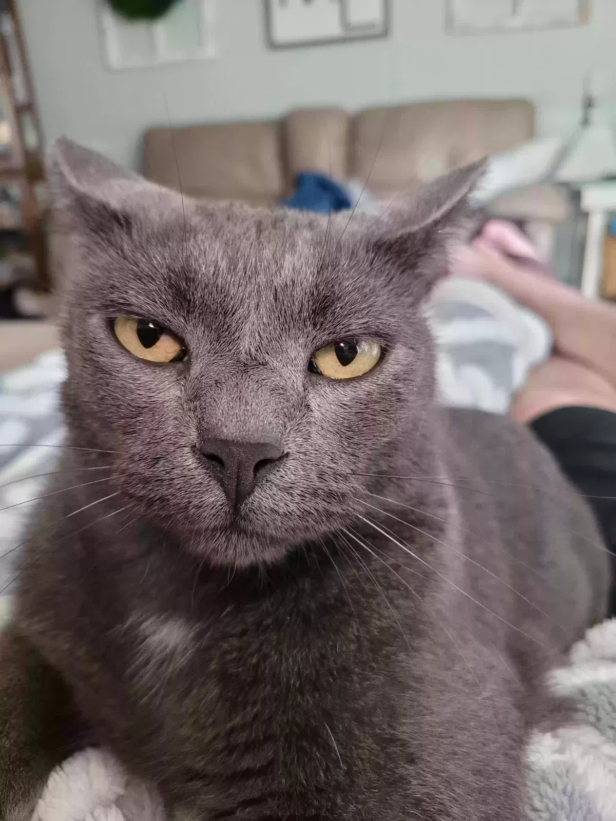 Lost cat in Evans, GA, 30809