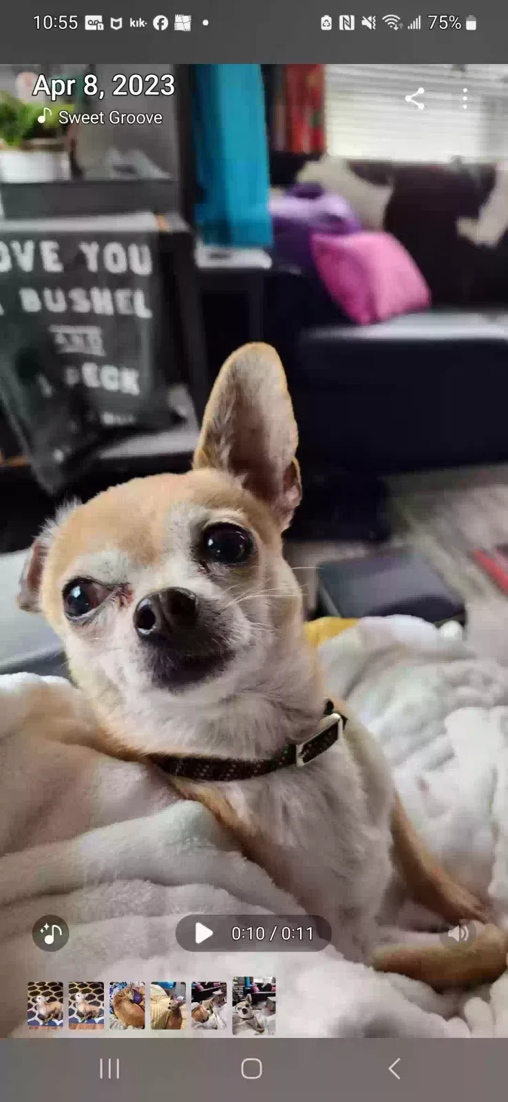 Lost dog in Duncan, OK, 73533