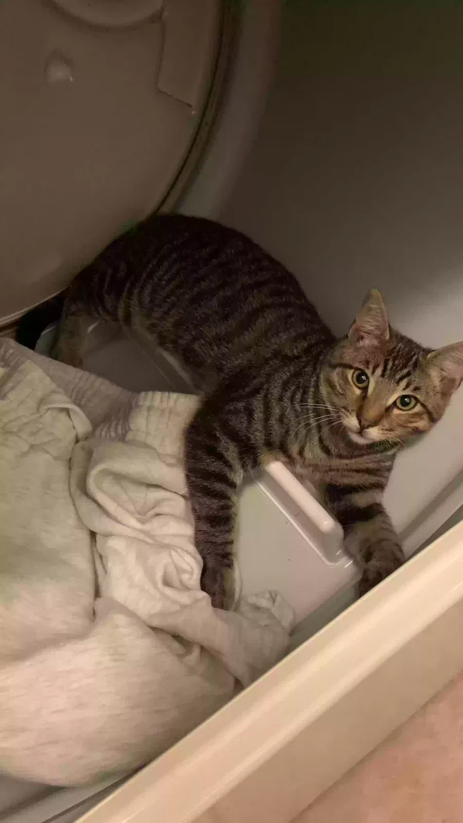 Lost cat in Thousand Oaks, CA, 91360