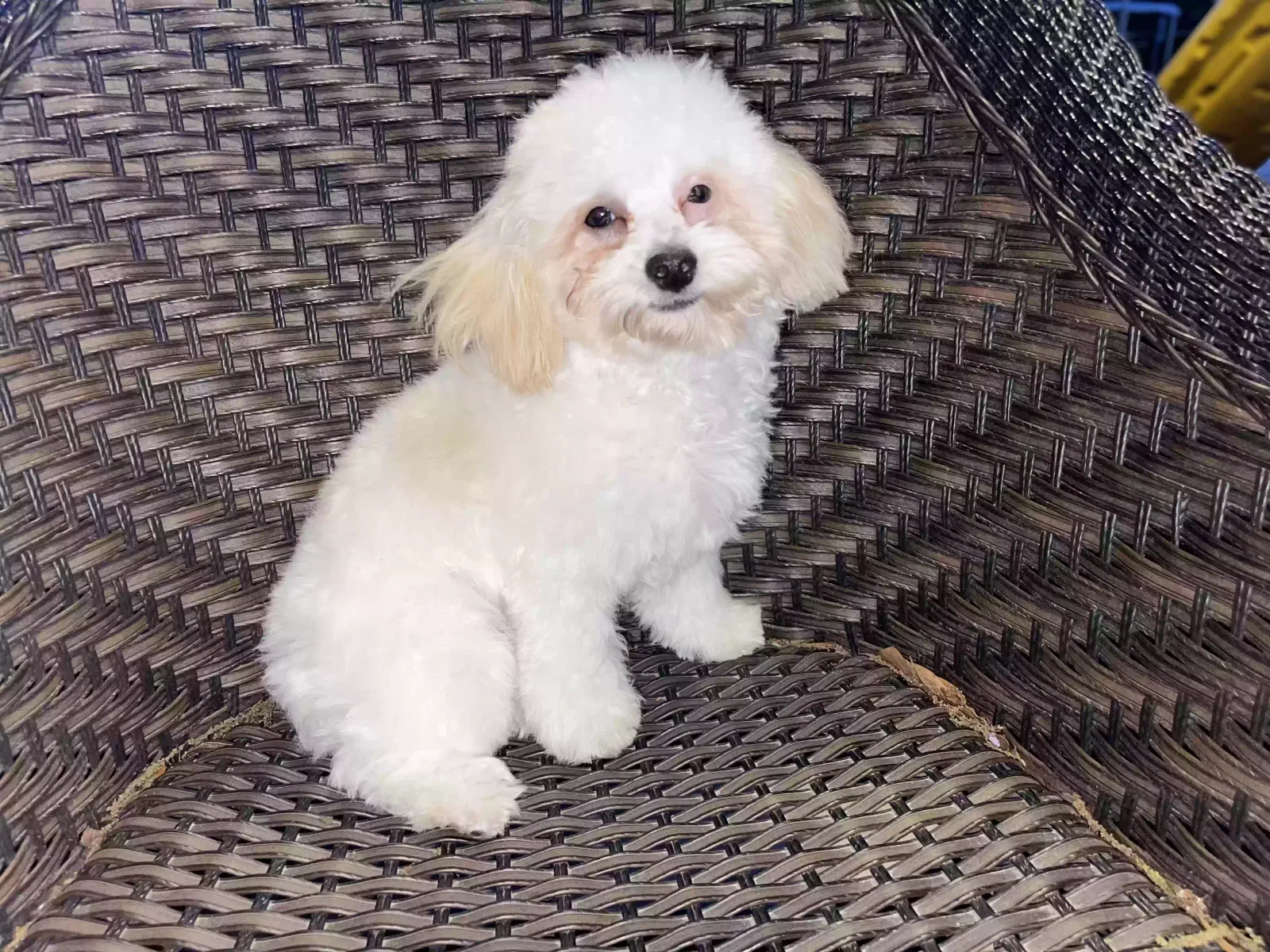 Lost dog in Houston, TX, 77076