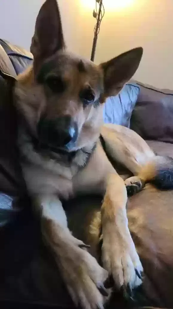 Lost dog in New Palestine, IN, 46163