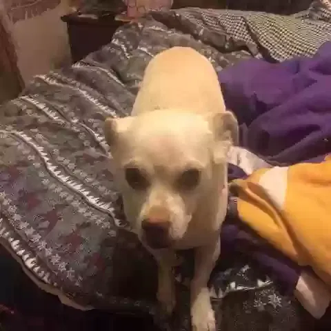 Lost dog in Mesa, AZ, 85201