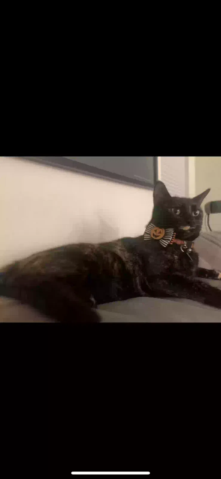 Lost cat in Upland, CA, 91786