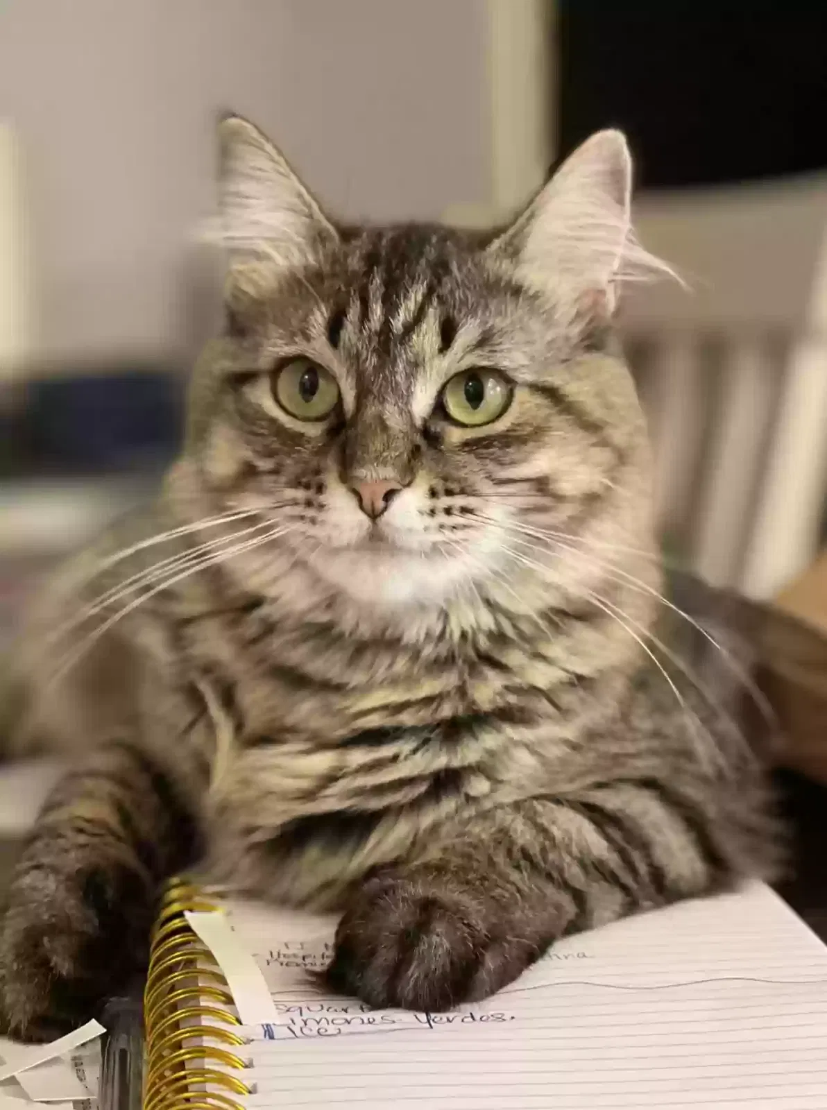Lost cat in Forney, TX, 75126