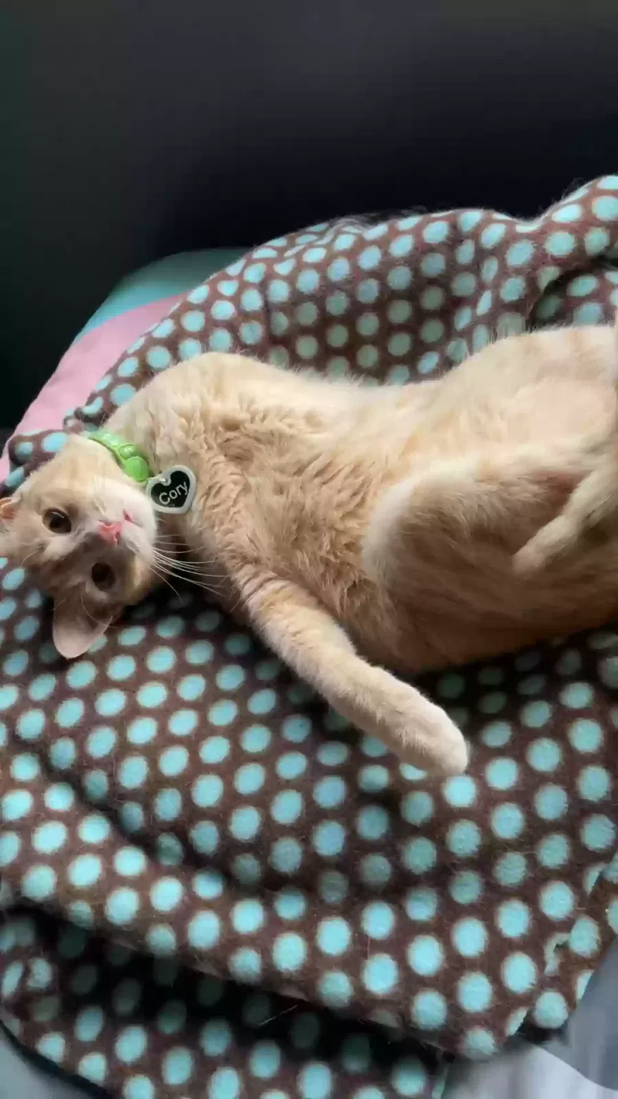 Lost cat in Indianapolis, IN, 46237