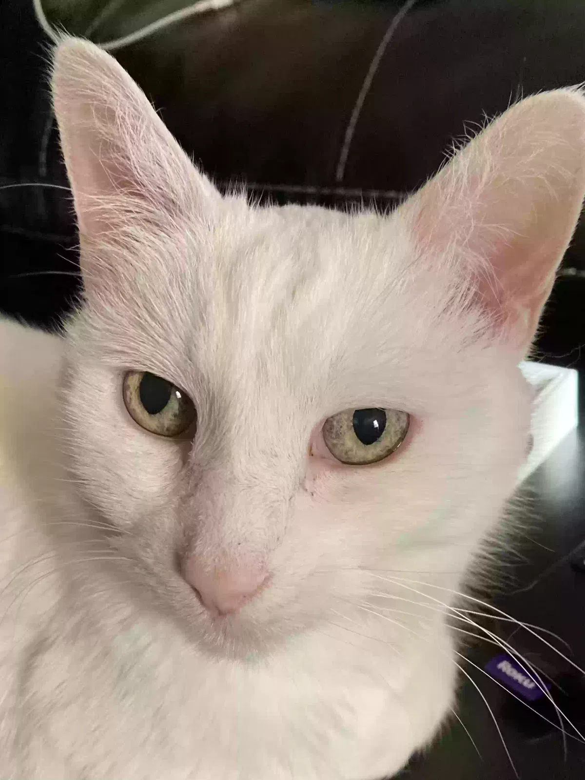 Lost cat in De Forest, WI, 53532