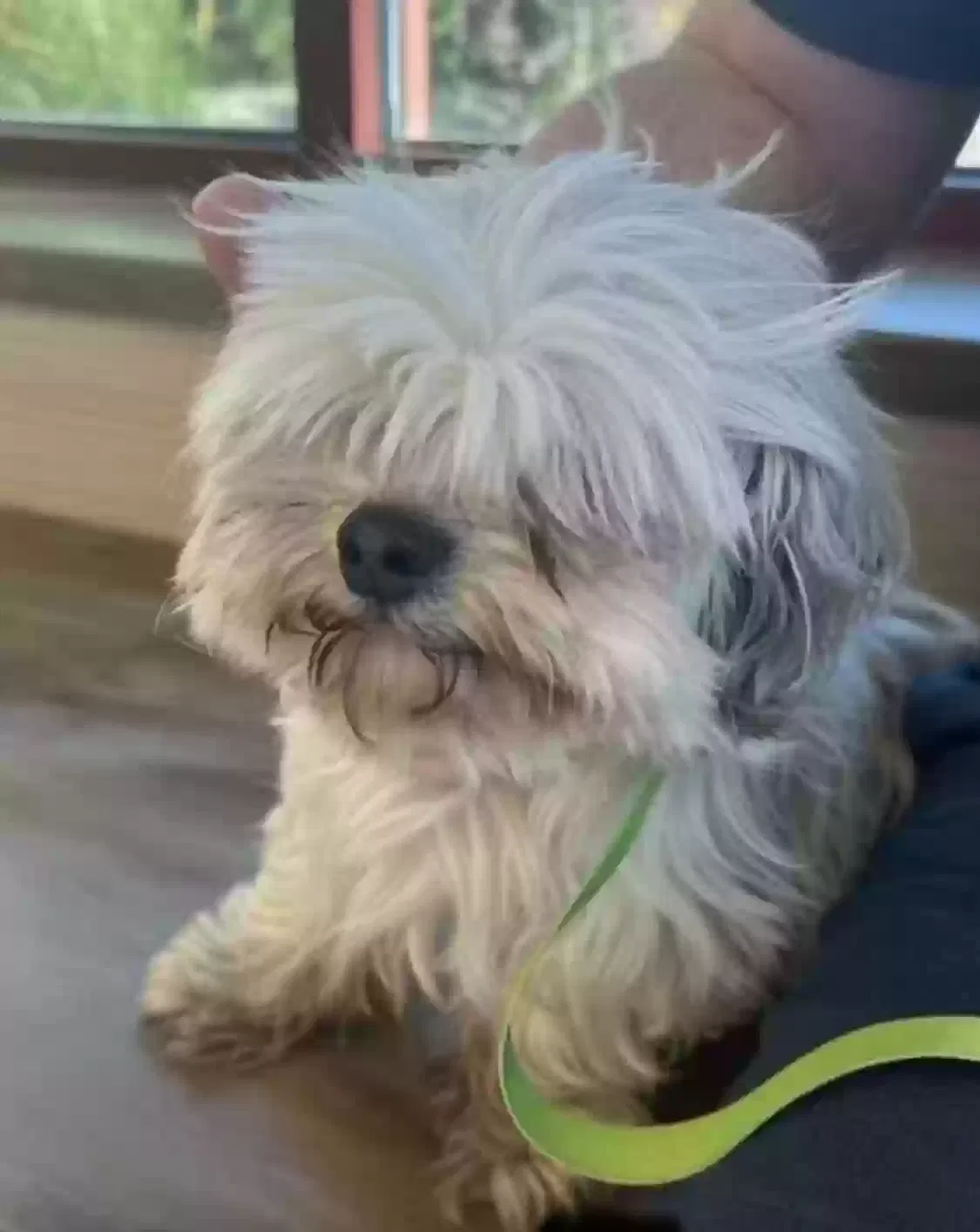 Lost dog in Colorado Springs, CO, 80910