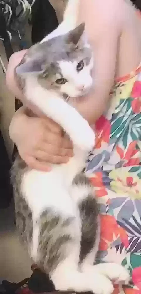Lost cat in Miami, FL, 33166
