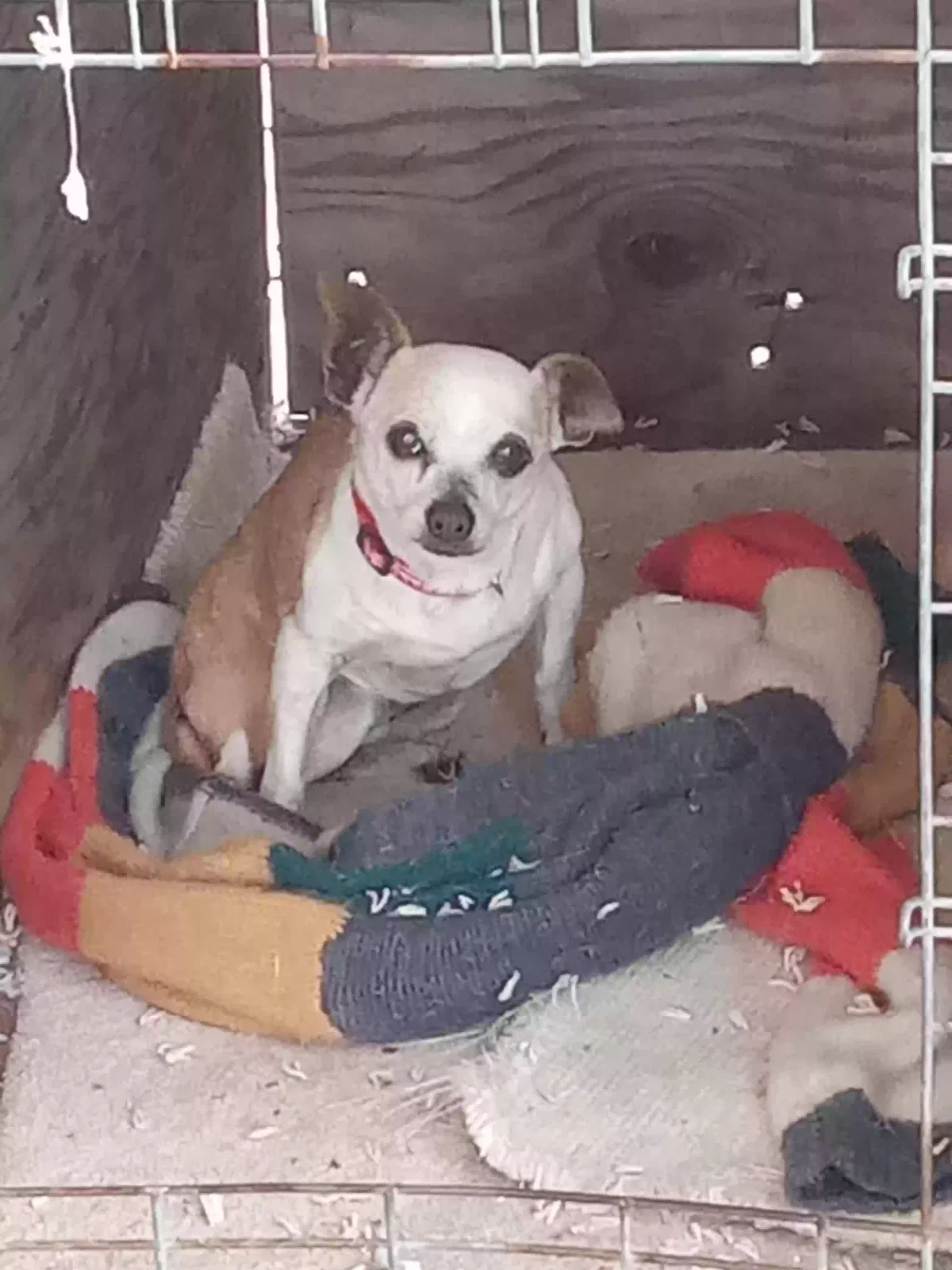 Lost dog in Dallas, TX, 75212