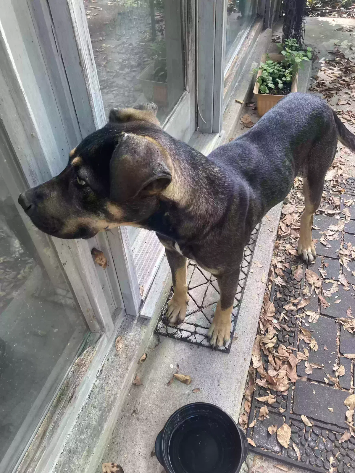 Found dog in Mount Juliet, TN, 37122