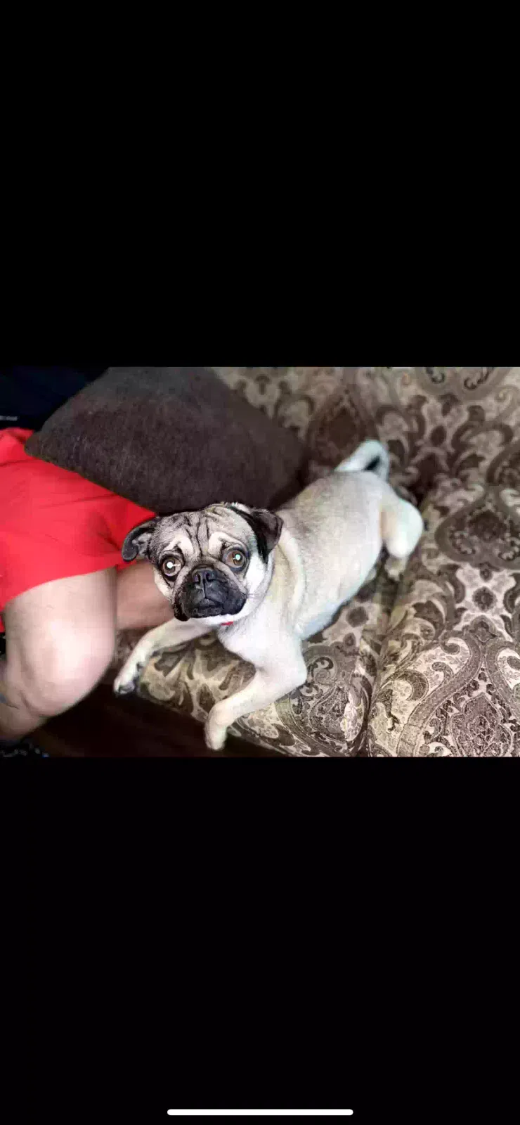 Lost dog in Houston, TX, 77081
