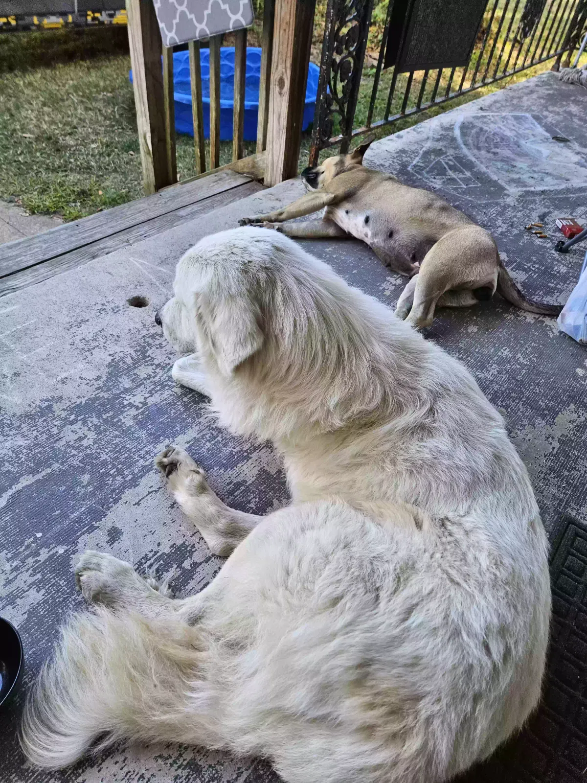 Found dog in Anderson, SC, 29624