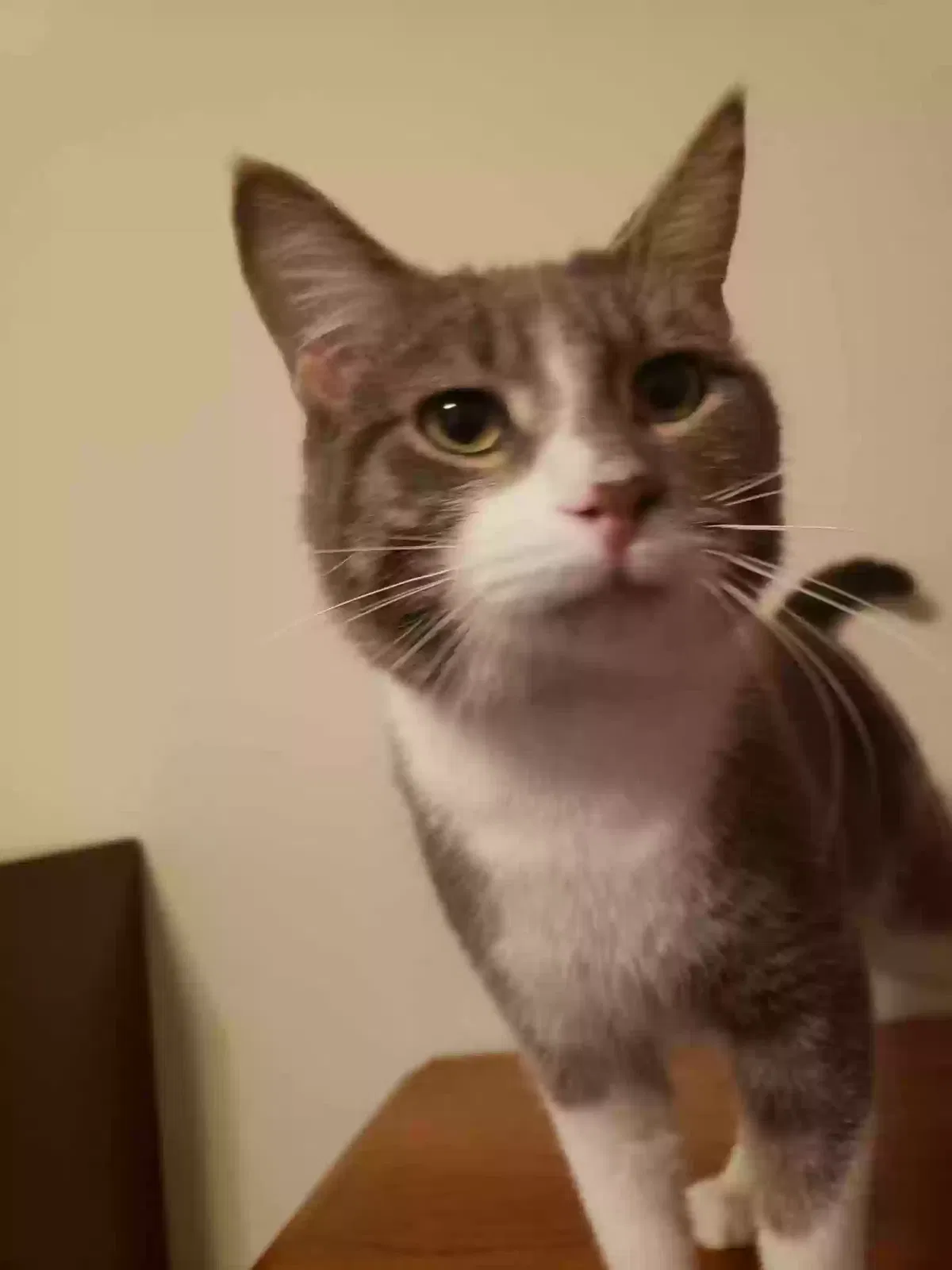 Lost cat in Fond Du Lac, WI, 54937