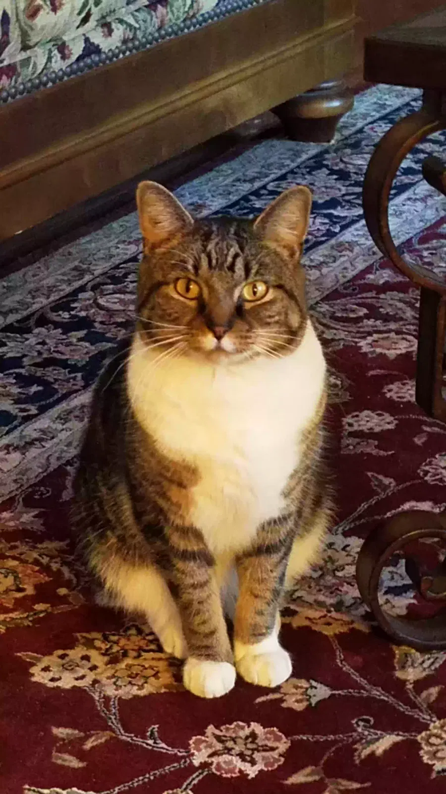 Lost cat in Aberdeen, NC, 28315