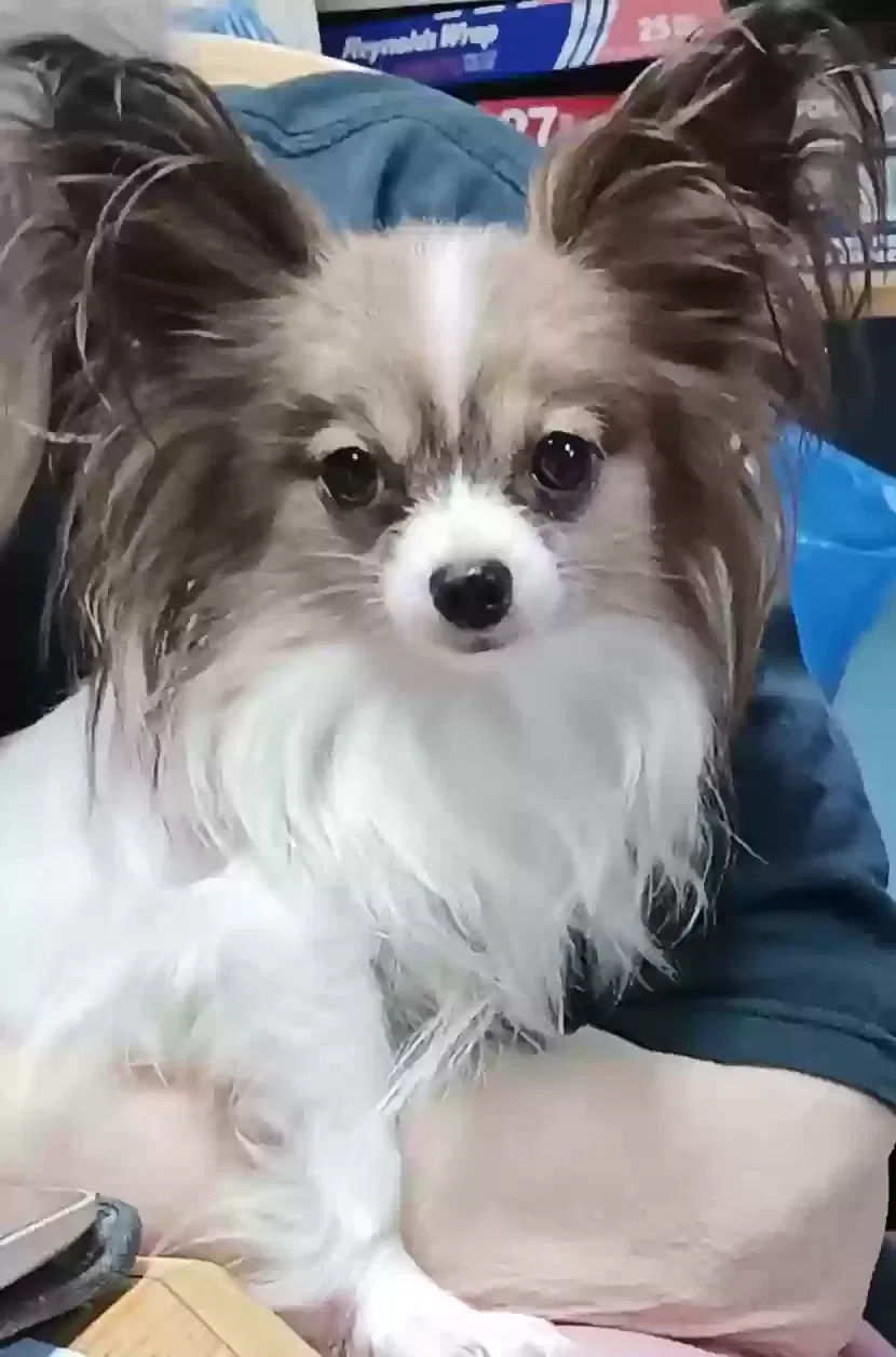Lost dog in Memphis, TN, 38120